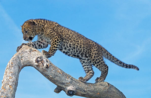 istock Leopard, panthera pardus, Cub standing on Branch against Blue Sky 1251523978