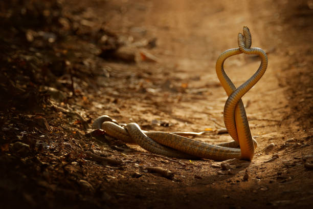 Snake fight. Indian rat snake, Ptyas mucosa. Two non-poisonous Indian snakes entwined in love dance on dusty road of Ranthambore national park, India. Snake love on gravel road. Wildlife India, Asia. pelea de serpientes. serpiente de rata india, mucosa de ptyas. dos serpientes indias no venenosas entrelazadas en la danza del amor en la polvorienta carretera del parque nacional ranthambore, india. snake amor en el camino de grava. vida silvestre india,
