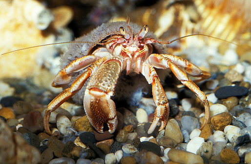 A large hermit crab walking along a sandy beach