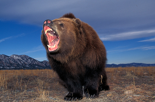 Kodiak Bear, ursus arctos middendorffi, Adult with Open Mouth, Defensive Posture, Alaska