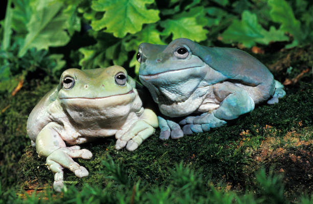 rana arboricola bianca, litoria caerulea, adulti - whites tree frog foto e immagini stock