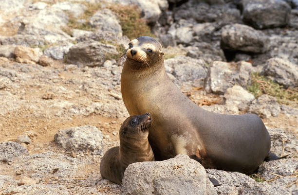 galapagos sea lion, zalophus californianus wollebacki, kobieta z pup stojący na skałach - sea lion zdjęcia i obrazy z banku zdjęć