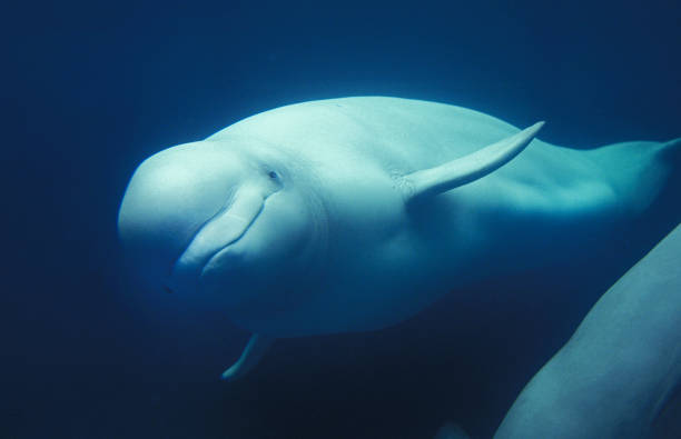 beluga wal oder weißer wal, delphinapterus leucas, erwachsene - beluga whale stock-fotos und bilder