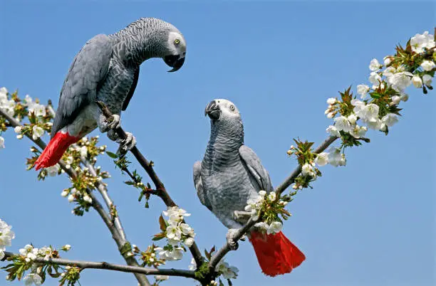 African Grey Parrot, psittacus erithacus, Adults standing in Blossom Tree