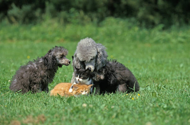 femelle et chiot de caniche standard gris avec chaton - standard poodle photos et images de collection