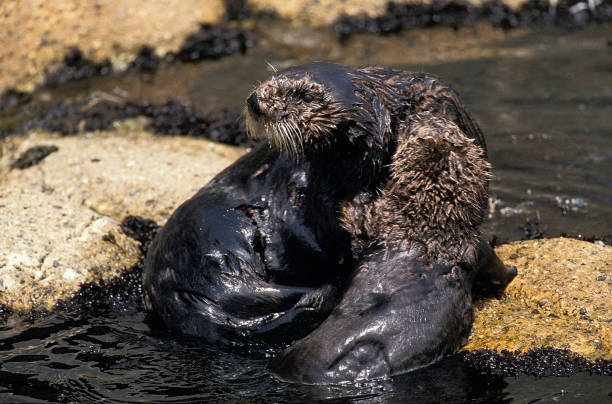istock Sea Otter, enhydra lutris, Adults 1251524893