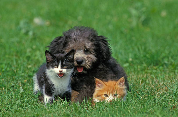 istock Grey Standard Poodle Pup with Kittens standing on Grass 1251524953