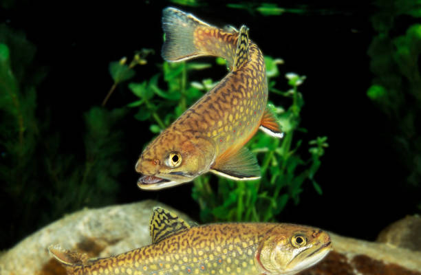 Brook Trout, salvelinus fontinalis, Adults Brook Trout, salvelinus fontinalis, Adults brook trout stock pictures, royalty-free photos & images