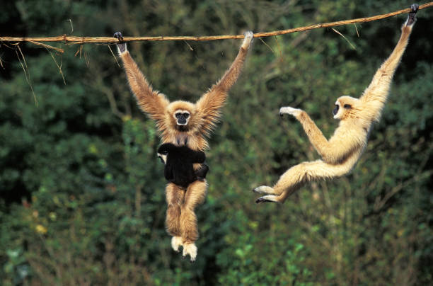 White Handed Gibbon, hylobates lar, Female carrying Young, Hanging from Liana stock photo