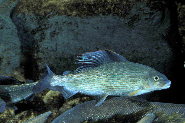 istock Grayling, thymallus thymallus, Adults 1251525097