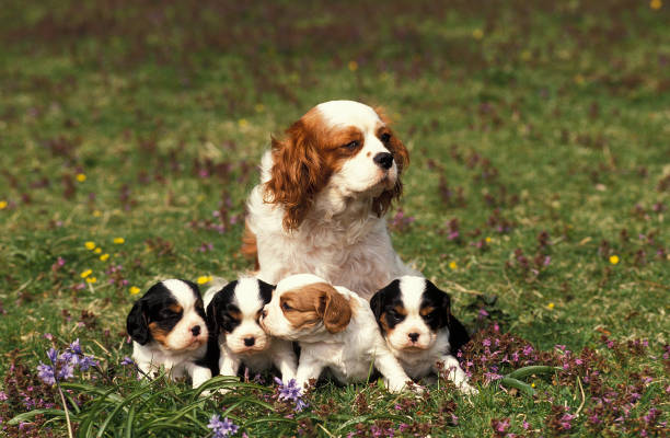 istock Cavalier King Charles Spaniel, Female with Pups sitting on Grass 1251525153