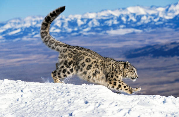 Snow Leopard or Ounce, uncia uncia, Adult running on Snow Snow Leopard or Ounce, uncia uncia, Adult running on Snow wild animal running stock pictures, royalty-free photos & images