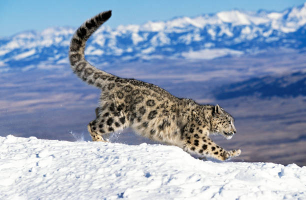 snow leopard or ounce, uncia uncia, adult running on snow - snow leopard imagens e fotografias de stock