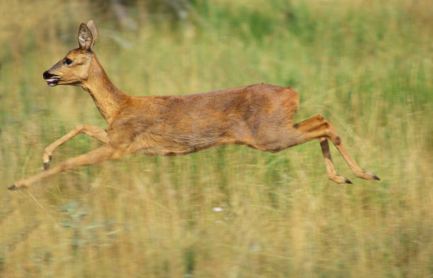 istock Roe Deer, capreolus capreolus, Female running through Long Grass 1251525367