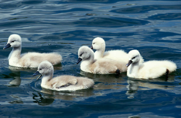 istock Mute Swan, cygnus olor, Chicks standing in Water 1251525372