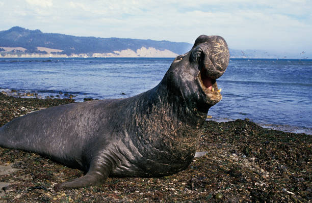 selo elefante do sul, mirounga leonina, masculino em pé na praia com boca aberta, postura defensiva, califórnia - animal elephant seal seal yawning - fotografias e filmes do acervo