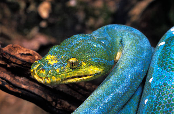 pitone albero verde, morelia viridis, capo adulto con occhio d'oro - green tree python foto e immagini stock