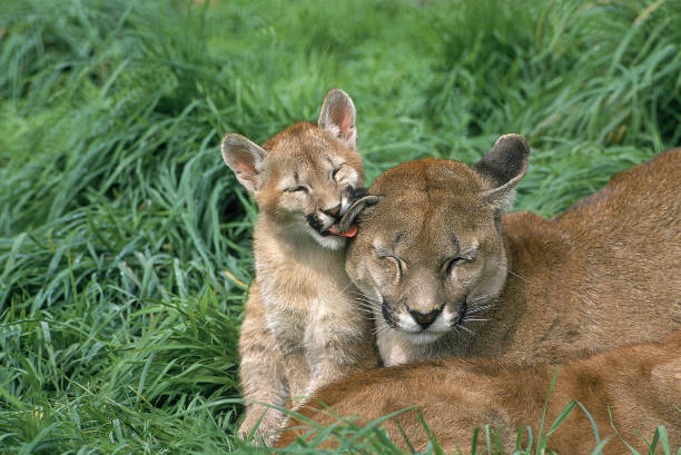istock Cougar, puma concolor, Cub licking Mother 1251525419