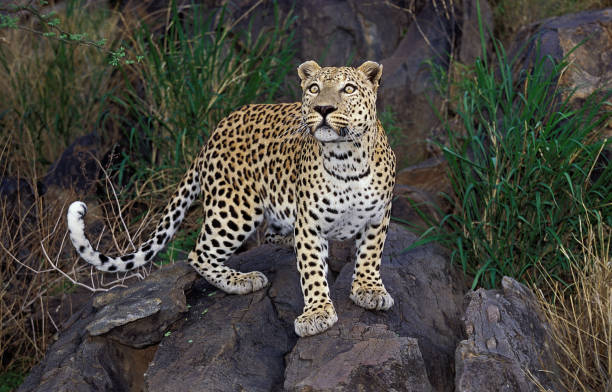 istock Leopard, panthera pardus, Adult standing on Rock 1251525479