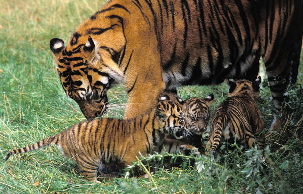 istock Sumatran Tiger, panthera tigris sumatrae, Female with Cub 1251525513