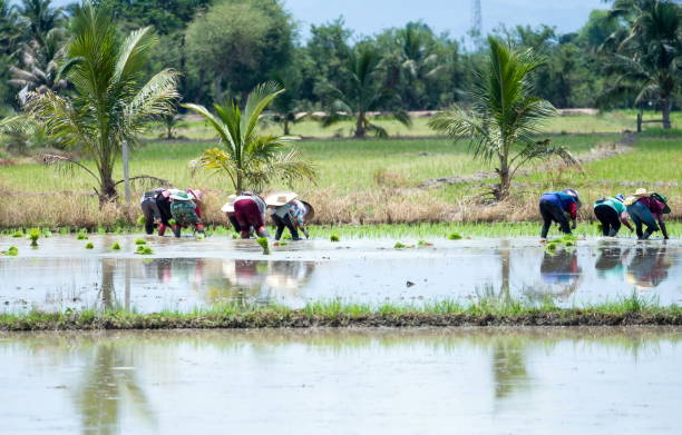 istock The farmer is planting rice 1251525573