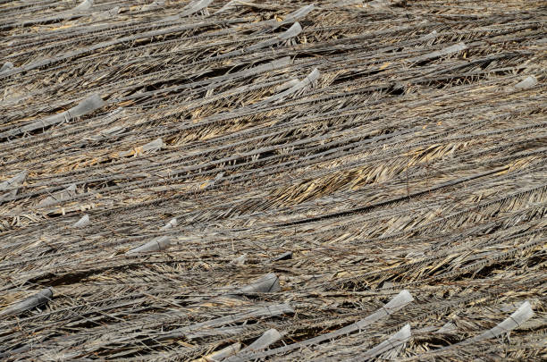 istock Texture of the classic thatch roof 1251526391