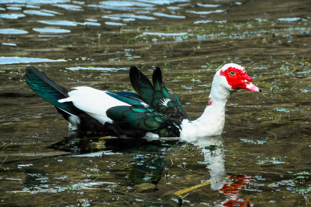 istock Muscovy Duck Swimming 1251526406