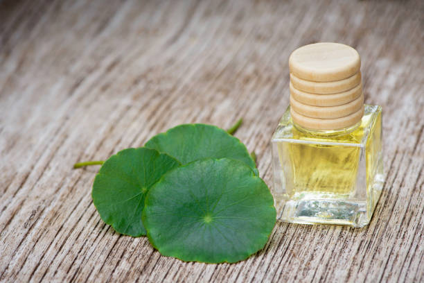 istock Gotu Kola leaves 1251526597