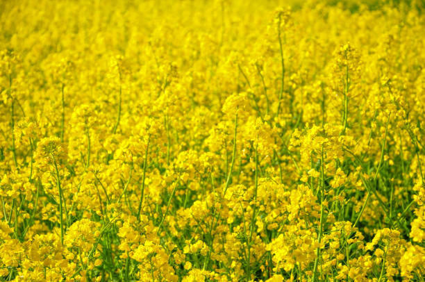 istock Full bloom rape blossoms blooming in Japan 1251526943