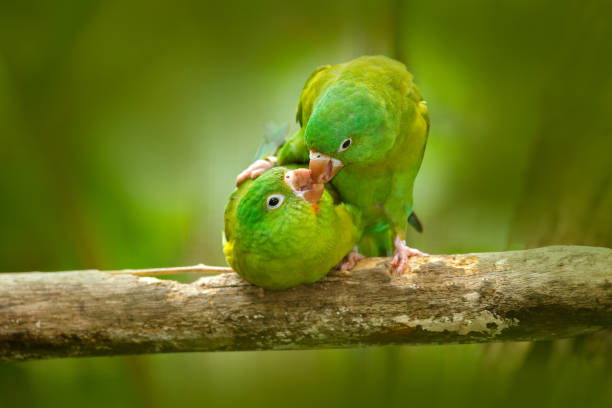 Parrot love. Yellow-crowned Amazon, Amazona ochrocephala auropalliata, pair of green parrot, sitting on the branch, courtship love ceremony, Costa Rica. Two bird on the branch. Parrot behaviour. Parrot love. Yellow-crowned Amazon, Amazona ochrocephala auropalliata, pair of green parrot, sitting on the branch, courtship love ceremony, Costa Rica. Two bird on the branch. Parrot behaviour. yellow crowned amazon (amazona ochrocephala) stock pictures, royalty-free photos & images