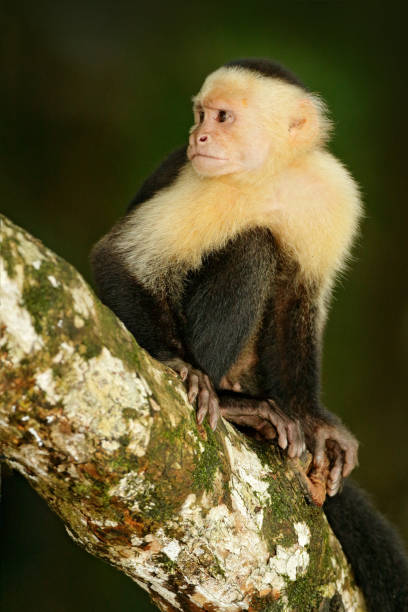 istock White-headed Capuchin, black monkey sitting on the tree branch in the dark tropic forest.  Wildlife Costa Rica. Travel holiday in Central America. Wildlife scene from tropic jungle. 1251527244