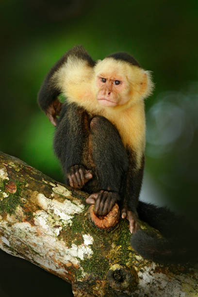 istock Cebus capucinus in gree tropic vegetation. White-headed Capuchin, black monkey sitting on the tree branch in the dark tropic forest. Animal in the nature habitat. Green wildlife of Costa Rica. 1251527269
