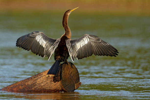 anhinga, ave de agua en el hábitat natural del río. ave acuática de costa rica. garnda en el agua. pájaro con cuello de tronco y pico. anhinga sentado en la rama sobre el agua, ala abierta, río en costa rica - anhinga fotografías e imágenes de stock