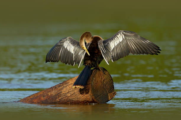 anhinga, wasservogel im lebensraum der flussnatur. wasservogel aus costa rica. reiher im wasser. vogel mit holzhals und rechnung. anhinga sitzt auf dem ast über wasser, offener flügel, fluss in panama. - animal beak bird wading stock-fotos und bilder