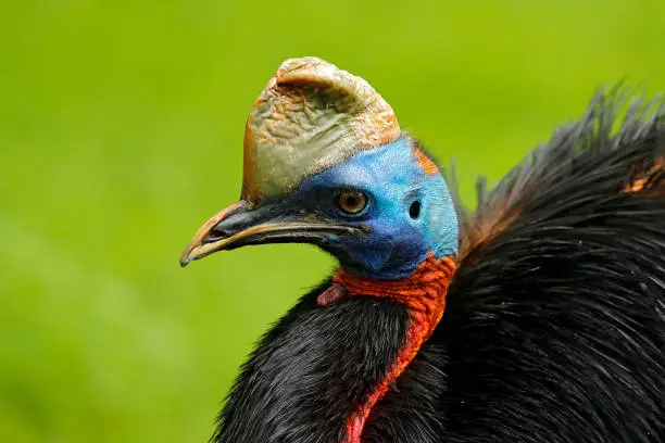 Photo of Southern cassowary, Casuarius casuarius, also known as double-wattled cassowary, Australian big forest bird, detail hidden portrait from dark tropic forest, Papua New Guinea. Rare bird in habitat.