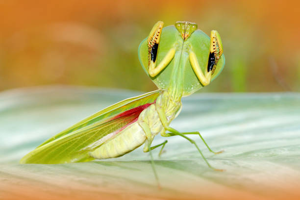 20 september 2020, Aéroparc, Basse Yutz, Yutz, Thionville portes de France, Moselle, Lorraine, Grand est, France. In the meadow, a female Praying Mantis walks between the blades of grass, pausing every now and then to look around.