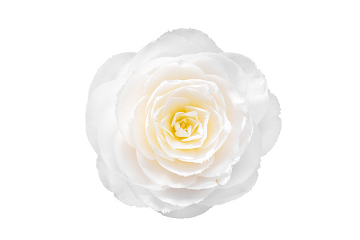 Más de 500 imágenes de flores blancas | Descargar imágenes gratis en  Unsplash