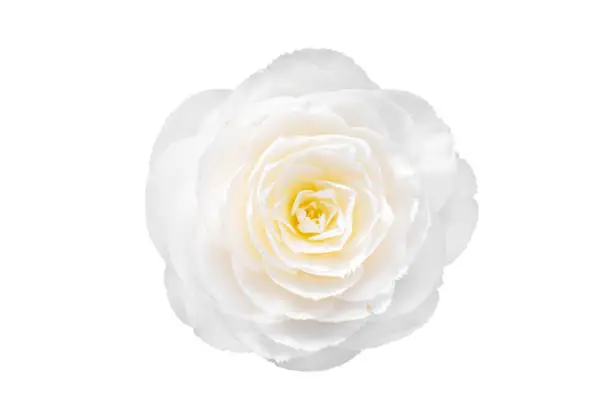 Fully bloom White camellia flower isolated on white background. Camellia japonica