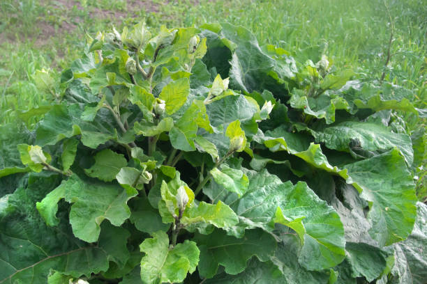 large green bush of burdock with huge leaves close-up on a sunny day stock photo