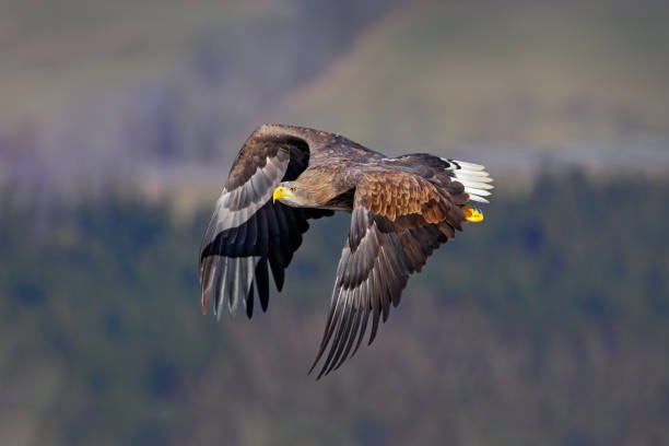 istock White-tailed Eagle, Haliaeetus albicilla, face flight, bird of prey with forest in background. Animal in the nature habitat, Sweden. Wildlife scene from nature. Eagle fly above the forest meadow. 1251530114