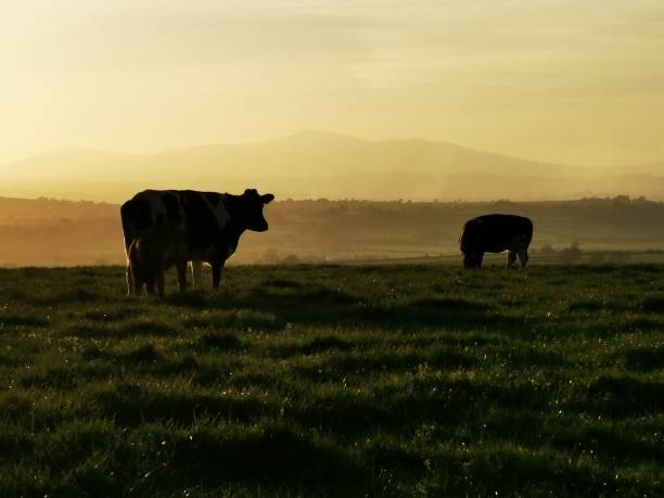 istock Mother and calf 1251530117