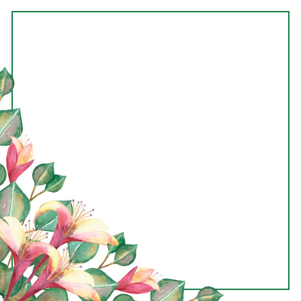 illustrazioni stock, clip art, cartoni animati e icone di tendenza di acquerello dipinto a mano natura floreale cornice quadrata con foglie di eucalipto verde su rami, fiori di miele di fiori rosa e bouquet di boccioli in un angolo per inviti e biglietti d'auguri - rose flower pink honeysuckle pink