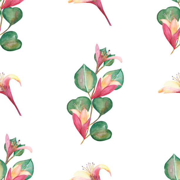 illustrazioni stock, clip art, cartoni animati e icone di tendenza di acquerello dipinto a mano natura verde floreale motivo senza cuciture con foglie di eucalipto verde, boccioli rosa su rami e fiori di caprifoglio di fiori isolati sullo sfondo bianco per la trama di stampa - rose flower pink honeysuckle pink