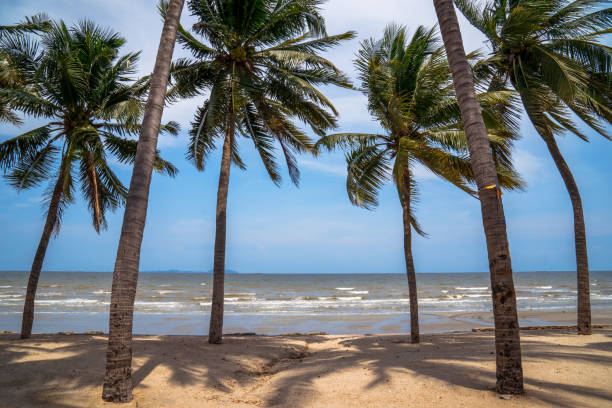 istock Coconut palm and tropical beach in Thailand. 1251530312