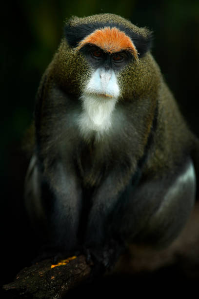 istock De Brazza's monkey, Cercopithecus neglectus, sitting on tree branch in dark tropic forest. Animal in nature habitat, in forest. Detail portrait of monkey from central Africa. Green wildlife, Cameroon. 1251530901