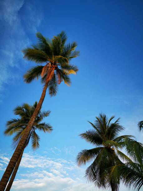 istock Green Coconut palm trees under blue sky 1251531230