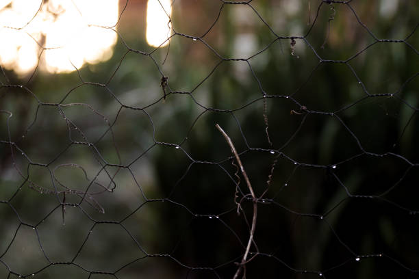 istock sunrise fence 1251532878