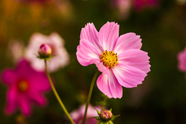 istock Flower of Coreopsis grandiflora 1251532885