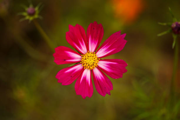 Coreopsis grandiflora, which is a North American species of perennial plants in the sunflower family. The common name is large-flowered tickseed. They are popular in China.