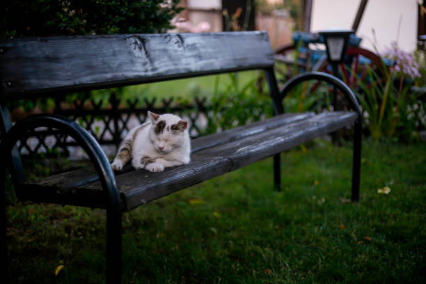 cat sitting on a bench